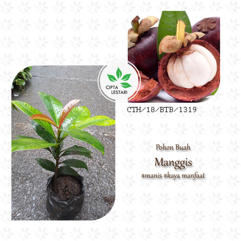 Bibit Pohon Manggis Bibit Tanaman Manggis Bibit Buah Manggis Manis