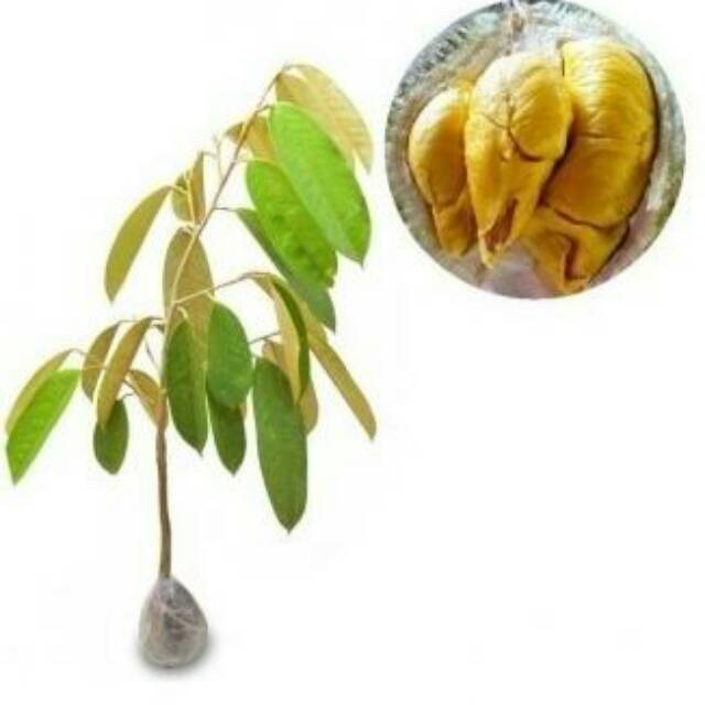 Tanaman buah Durian Musang King