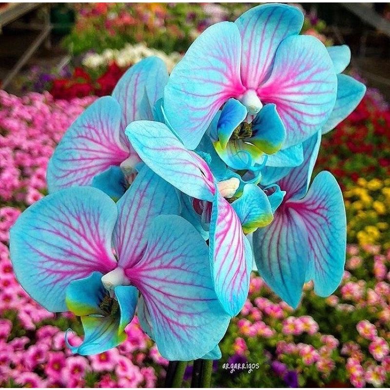 tanaman hias pohon bunga Anggrek snowblue/bunga angrek dendro biru