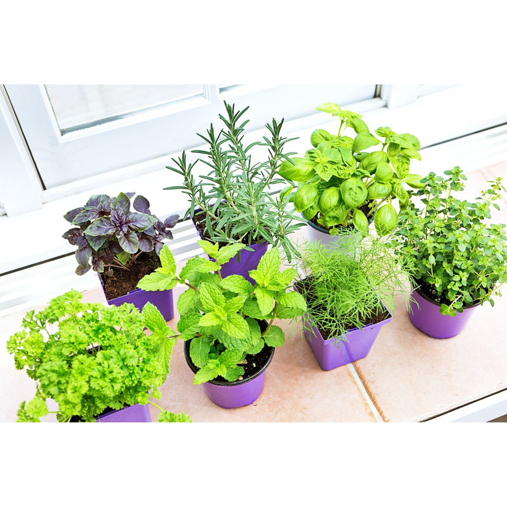 Paket Hemat - Benih DIY Culinary Herb Garden - 15 Variant Herb Seeds