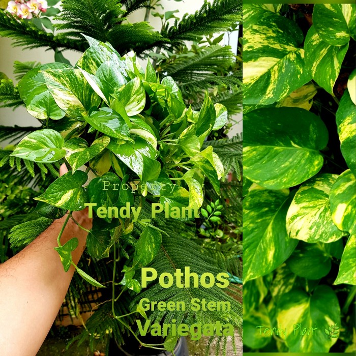 Golden Pothos FREE PotPutih 20cm+Tatakan/ Gantungan. [NRS]