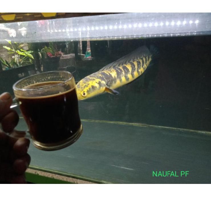 

Kirim Sekarang YSBV8 CHANA MARU YELLOW SENTARUM 8-9cm 50 Baru