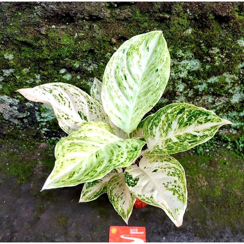 Aglonema White Striptis Remaja | Tanaman Hias Bunga Aglonema White Striptis Daun Mewah