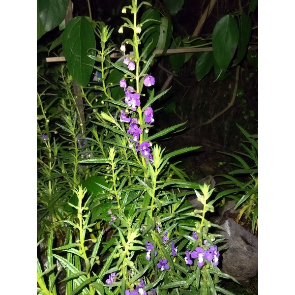 Tanaman bunga lavender asli