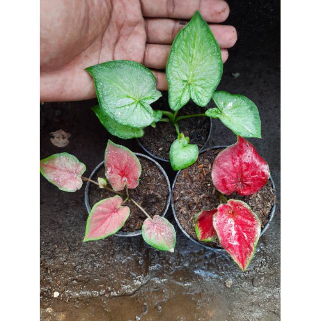 Tanaman Hias Caladium Keladi Hias PAKET CALADIUM bonus Tanaman Hias Caladium Keladi Hias PAKET CALADIUM bonus