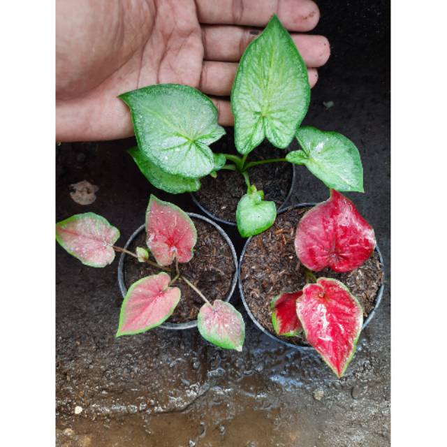 Tanaman Hias Caladium Keladi  Hias PAKET CALADIUM bonus 