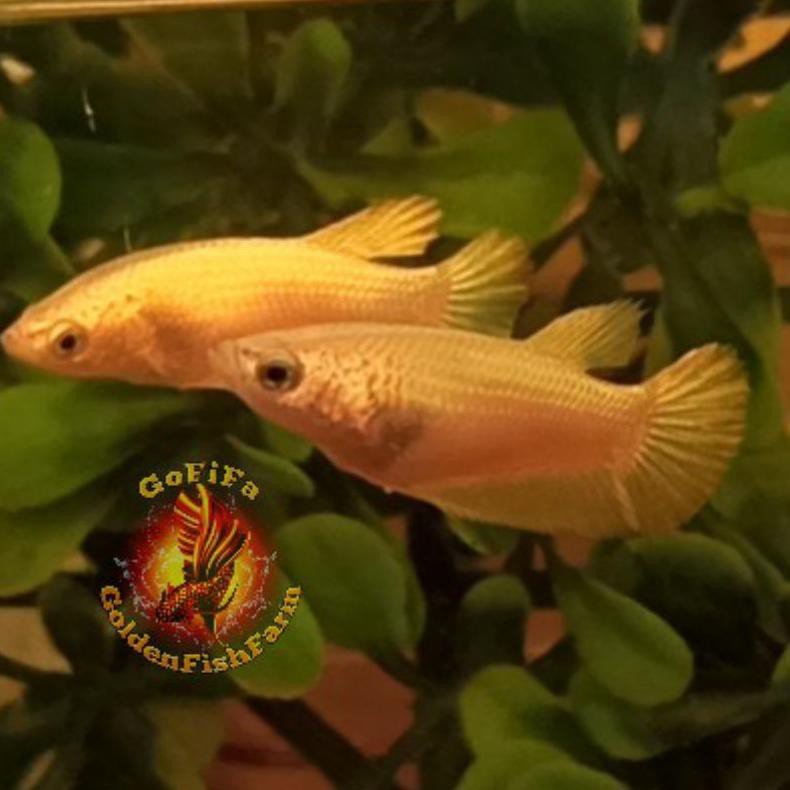 Ready Ikan Cupang Hias / Betta Fish Female Plakat Super Gold Size M Lihat Sisiknya Ya