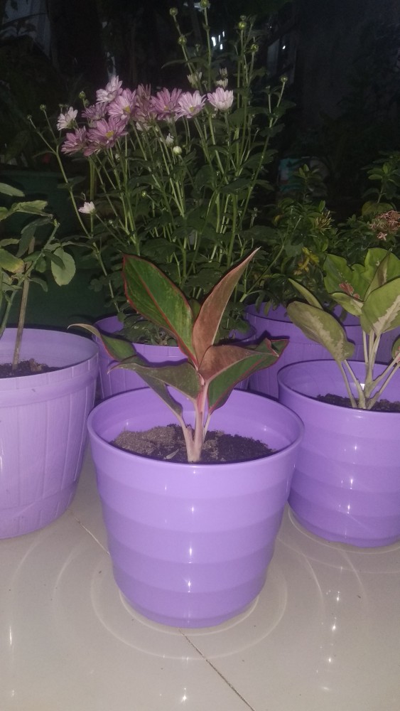 Promol 12 Kemasan Ekonomis - Promol12 Ekonomi Hni Hpai [hpai Shop]