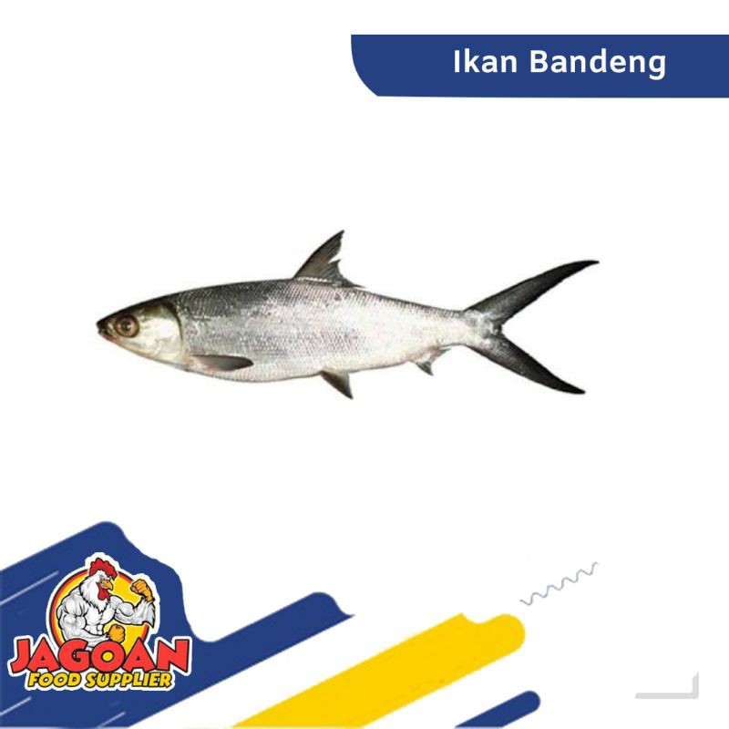 

IKAN BANDENG / IKAN SEGAR
