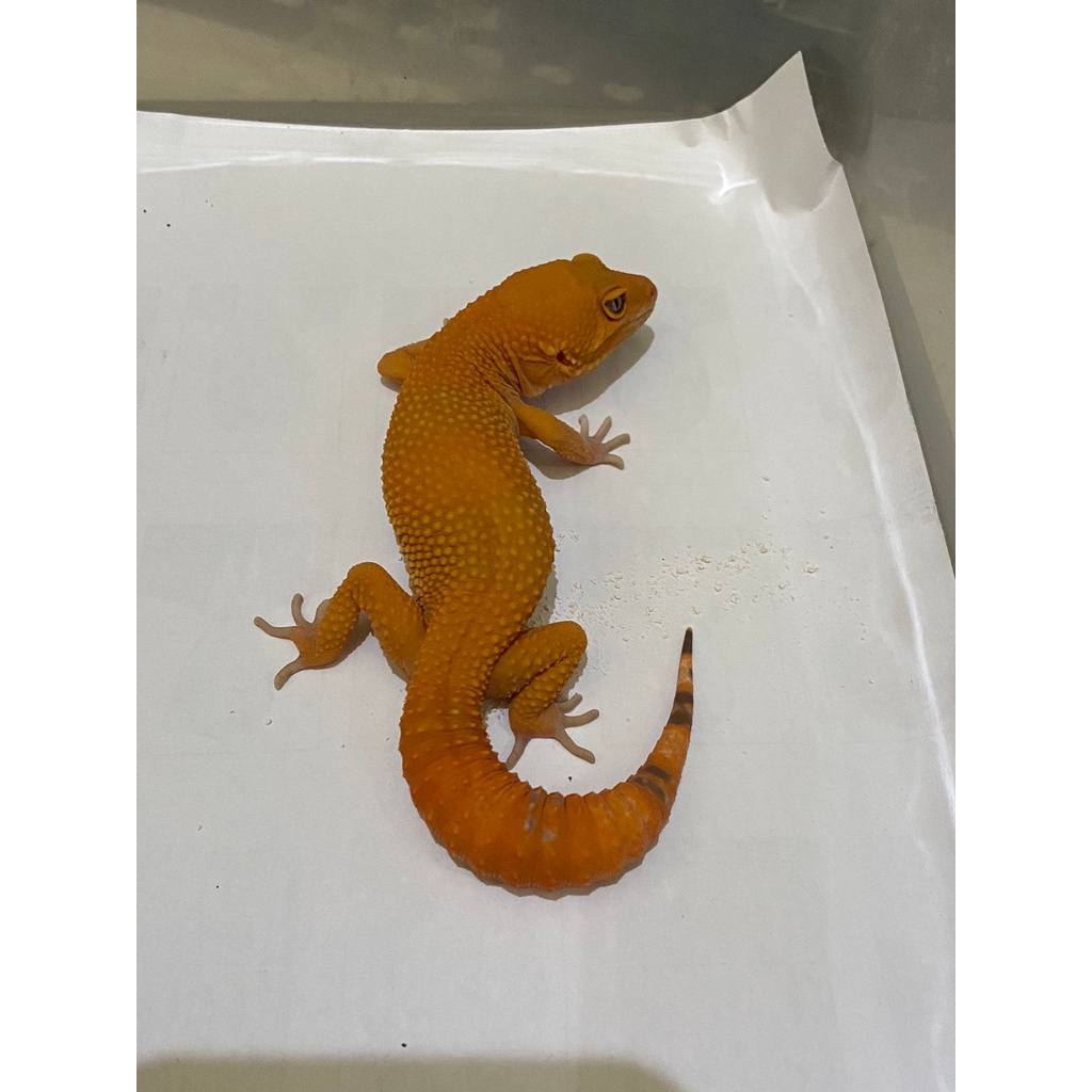 Leopard Gecko Male Sunglow Full CT Cakep No. 771