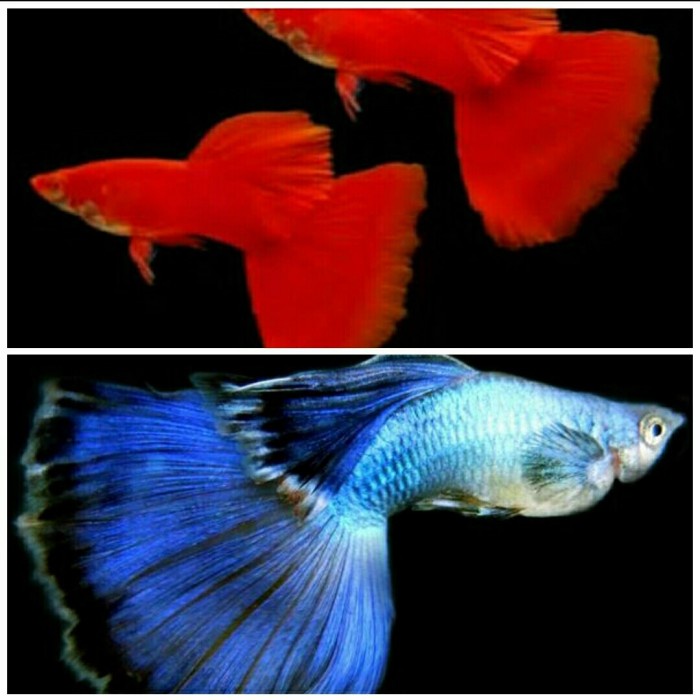 ikan guppy afr + blue diamond pasangan