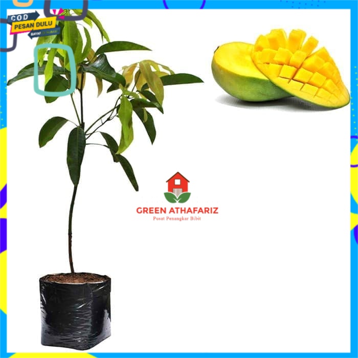 Bibit Mangga Arumanis