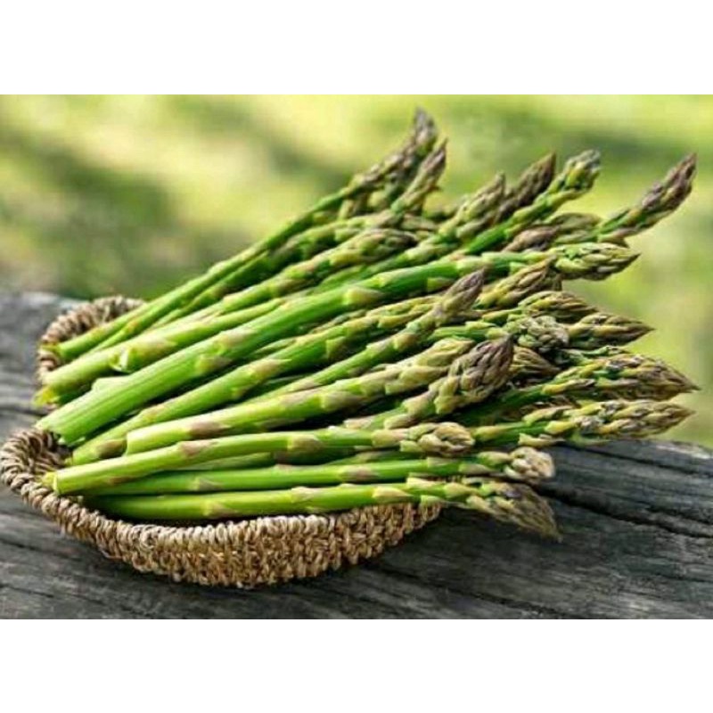 benih ASPARAGUS mary washington isi 2 biji