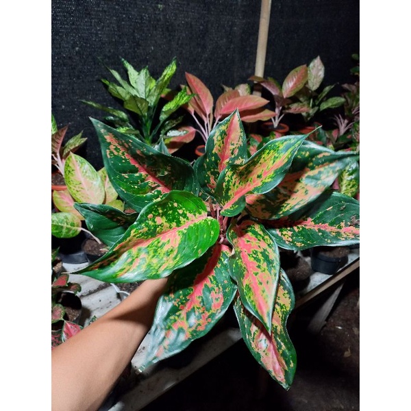 Aglonema kochin camelon/aglonema red kochin/aglonema kochin termurah