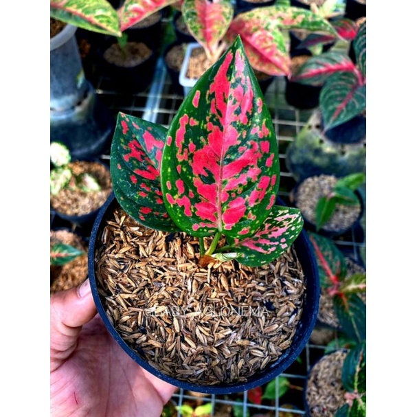 Aglonema Red Anjamani Anakan Real Pict Sesuai Foto 2-3 Daun Bibit Kecil
