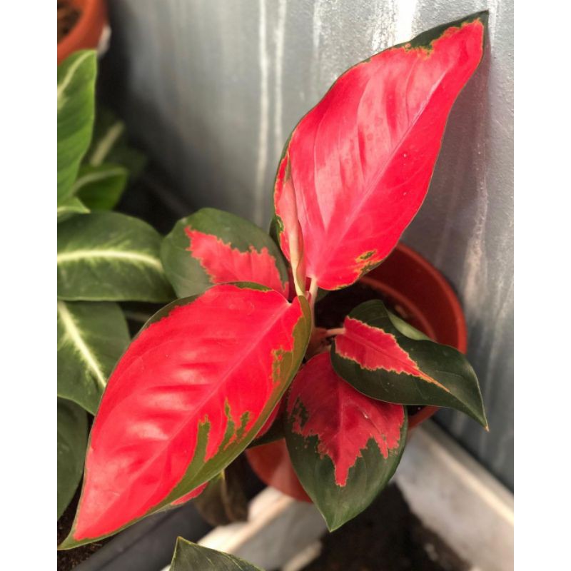 bibit benih bonggol aglonema TANAMAN HIAS RED KOCHIN