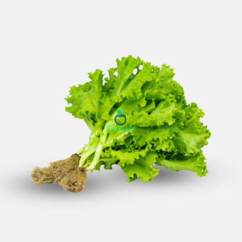 

Sayur Selada Hidroponik per ikat