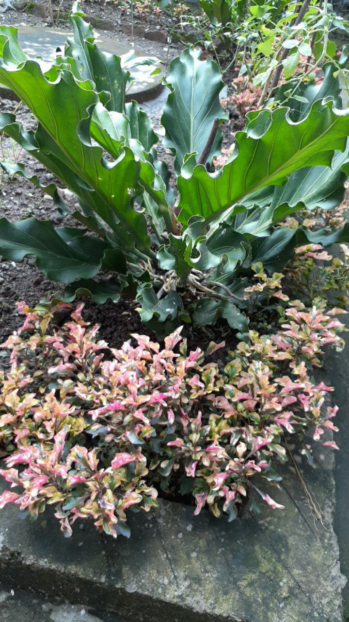 Handuk Hitam 70cm X 30cm