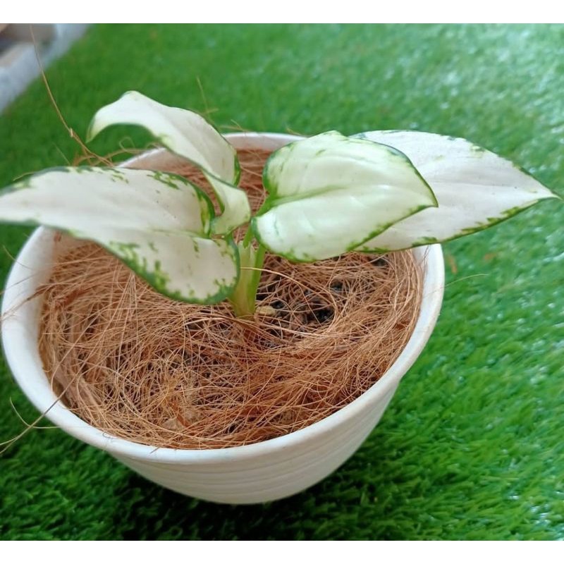 Aglonema Super White Bibit/Anakan