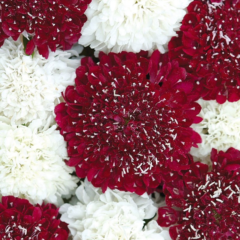 Benih Bibit Biji - Bunga Scabious St. George (Scaviosa atropurpurea) Merah &amp; Putih Flower Seeds - IMPORT