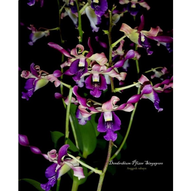 Dendrobium Pfizer Singapore