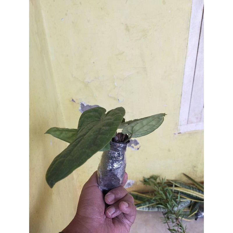 tanaman anthurium sirih-tanaman hias anthurium