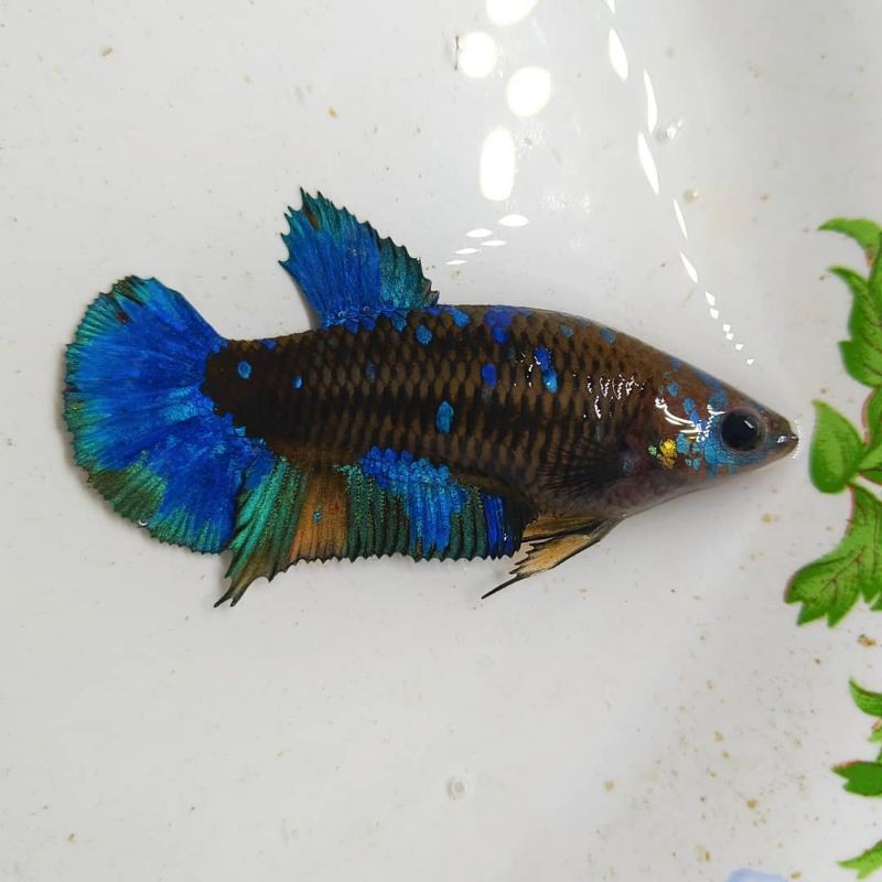 ikan cupang female avatar gordon top grade