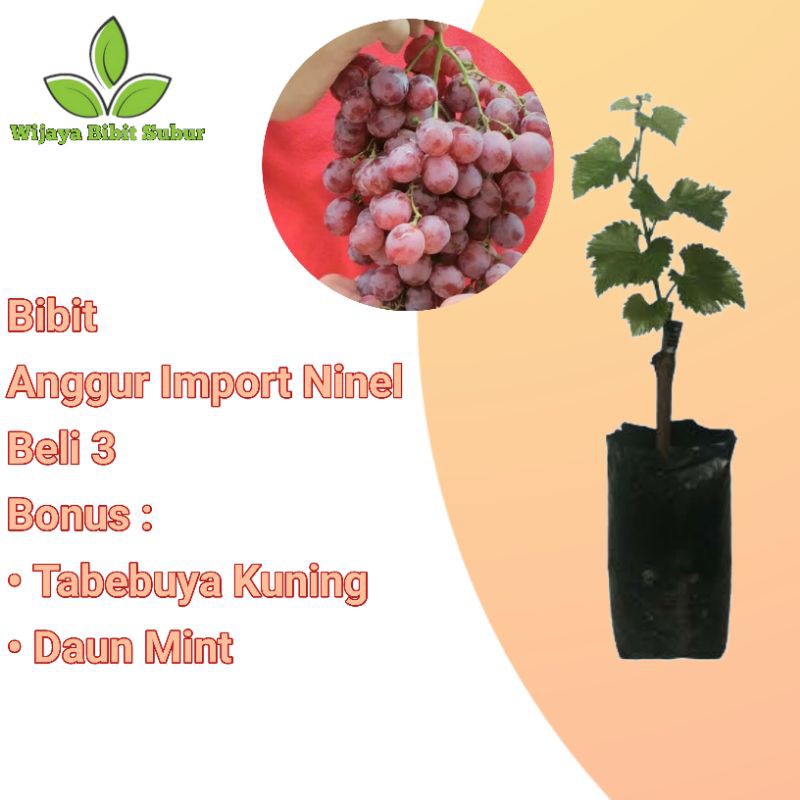 Bibit Tanaman Buah Anggur Import Ninel-Bibit Anggur Impor-Bibit Anggur Ninel-Bibit anggur Grafting
