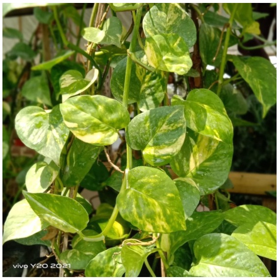 Tanaman Sirih Gading Manjula / Sirih Gading Varigata