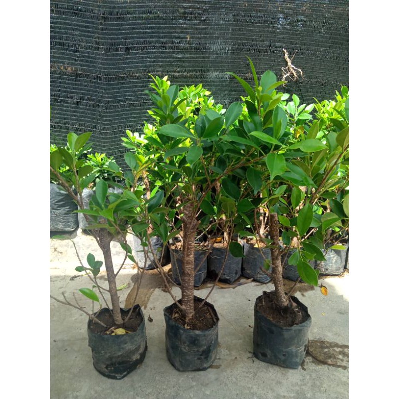 RAWATAN.....bibit bonsai kimeng 40-50cm