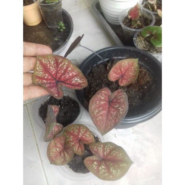 Keladi Red Dragon PROMO