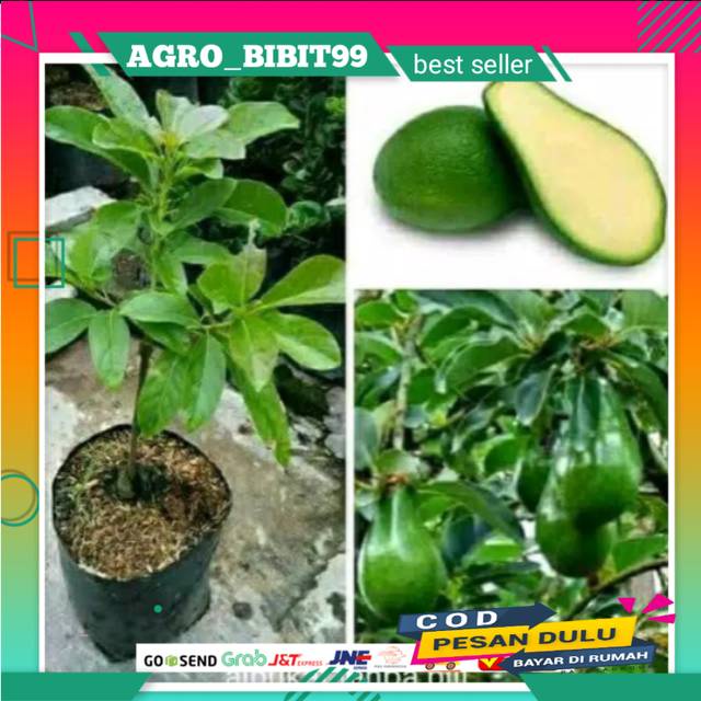 Bibit Alpukat Tanpa Biji Super hasil okulasi