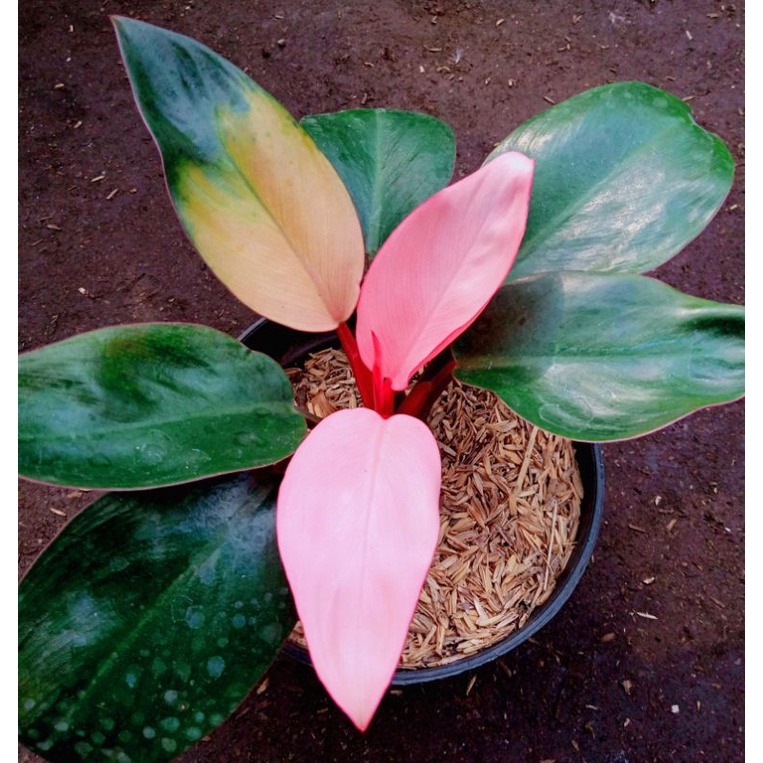 Tanaman Hias Philo Pink/Philodendron Congo Pink princess