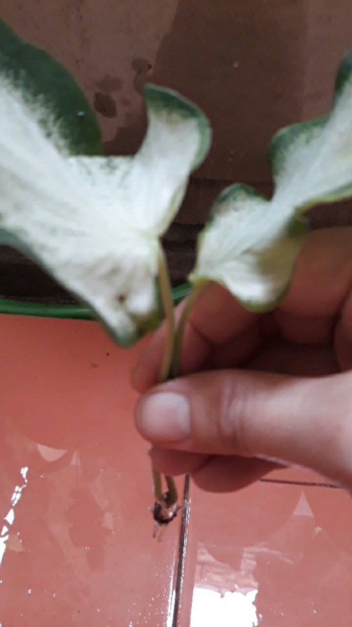 Caladium White Knight/ Dikirim Anakan Bibit White Knight