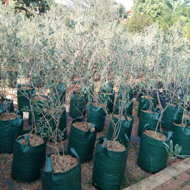 Pohon Langka Zaitun Blakmission