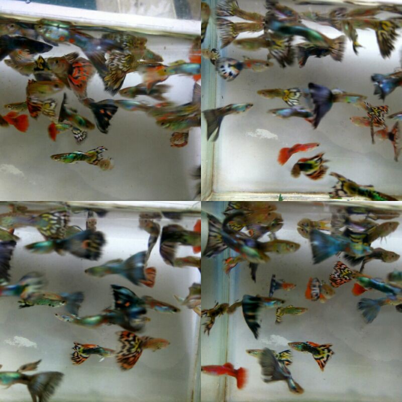 

Adopsi Ikan Guppy Fish