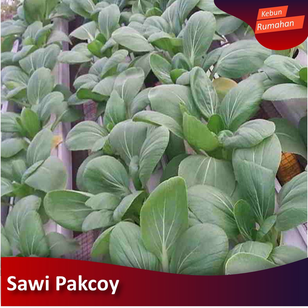 100 Biji Benih Sawi pakcoy Ching Chiang Bibit Sayuran Yang Cocok Untuk Berkebun Skala Rumahan