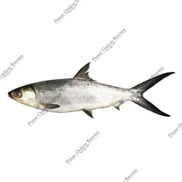 

Ikan Segar Bandeng Fresh