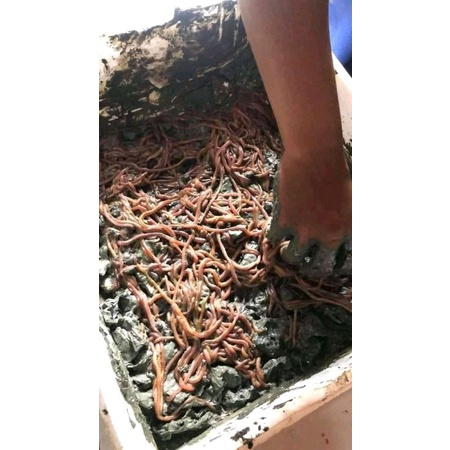 CACING LAUT CACING NAGA KHUSUS KEMASAN 1 KG (4 box  )