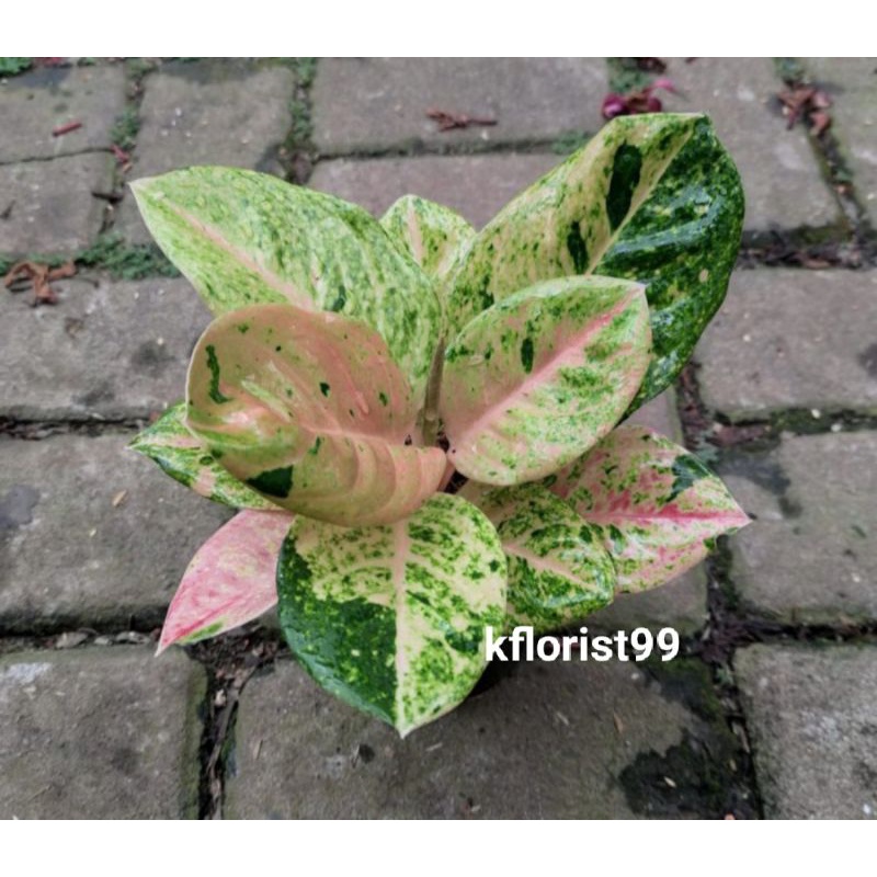 Aglaonema Emerald 6-7 Daun