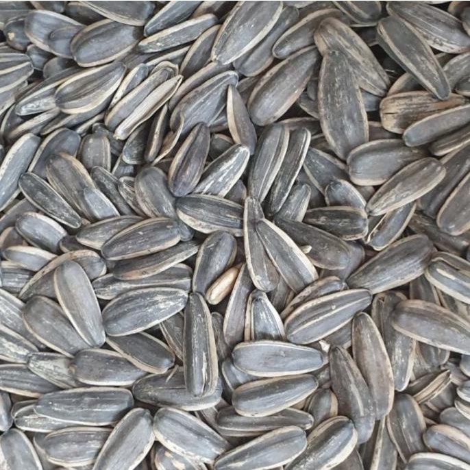 

KWACI MATAHARI 1000 GR