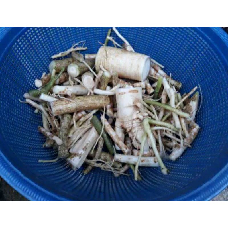 

akar pepaya asli dan segar 1kg