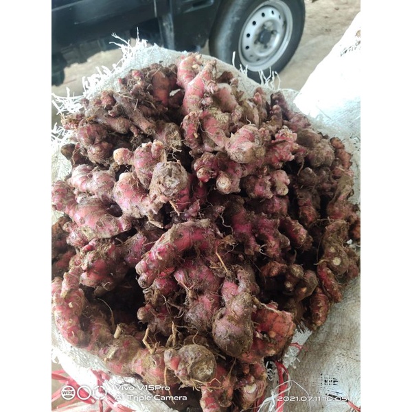 

promo jahe merah segar 1 kg bisa buat bibit maupun di buat bahan herbal dan minuman