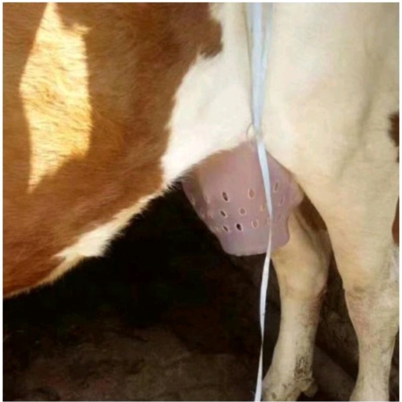 Bra hewan sapi & kambing disapih, Pencegahan & pengobatan Mastitis