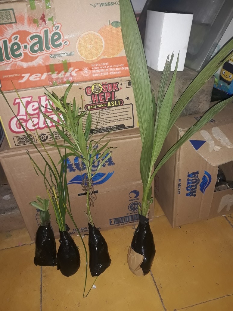 Tanaman Bunga Lavender Tanaman Pengusir Nyamuk