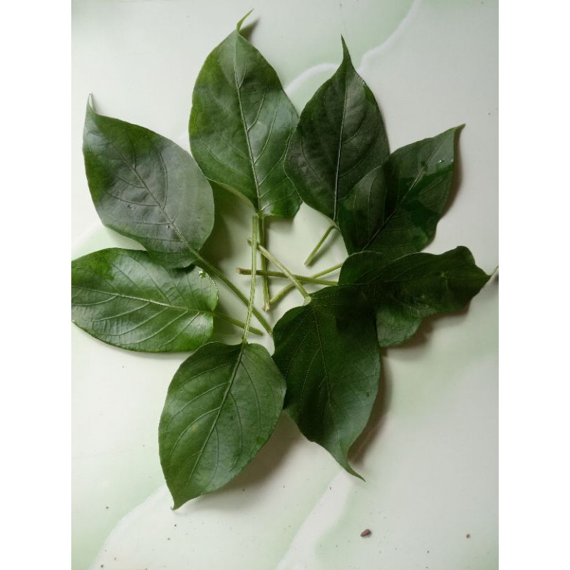 

Daun Simbukan segar, daun kentut