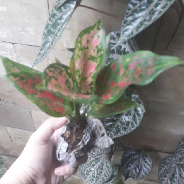 Aglonema Dut Anjamani