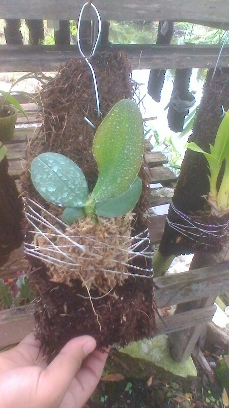 Anggrek Remaja Bulan Hybrid Taiwan Bisa Cod