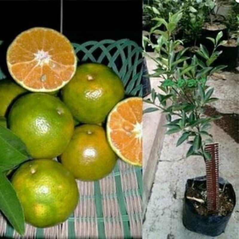 Tanaman Jeruk Keprok Siam