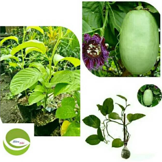 Cbr Bibit Tanaman Buah Markisa Jumbo/Pohon Buah Markisa Jumbo/Buah Markisa Jumbo Rambat
